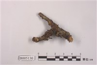 藏品(島衣屬)的圖片